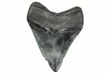 Fossil Megalodon Tooth - South Carolina #368009-1